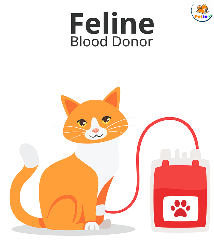 truyền máu mèo