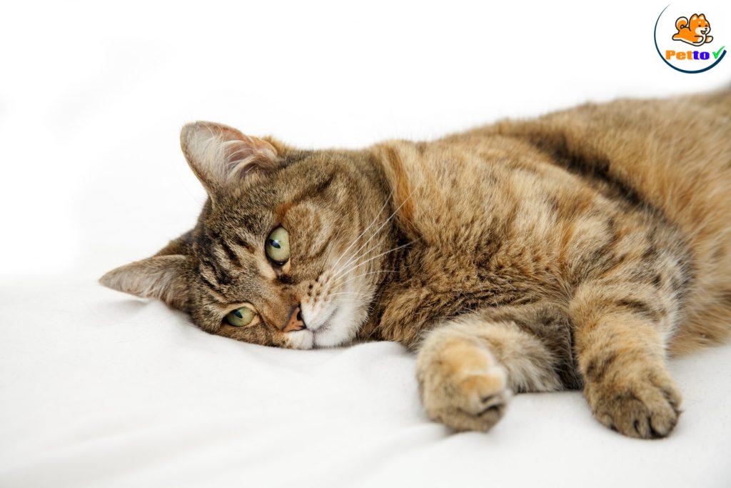 sa trực tràng ở mèo