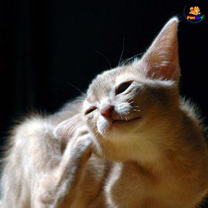 tại sao mèo ngứa tai