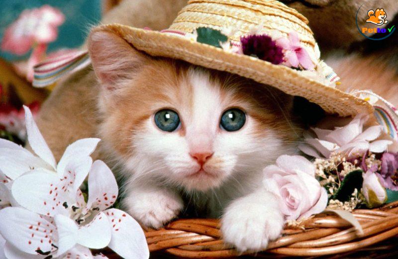 tâm trạng mèo cưng nói lên điều gì?