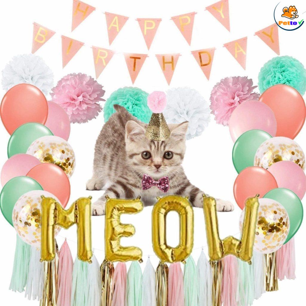 mèo bao nhiêu tuổi?