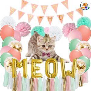 mèo bao nhiêu tuổi?