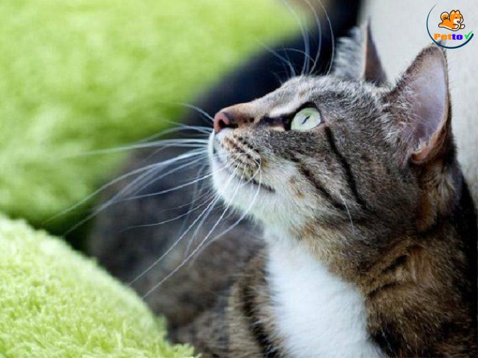 Tìm hiểu về bệnh cường giáp ở mèo và cách điều trị