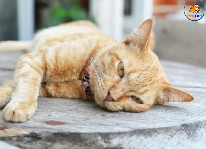 bệnh về gan ở mèo