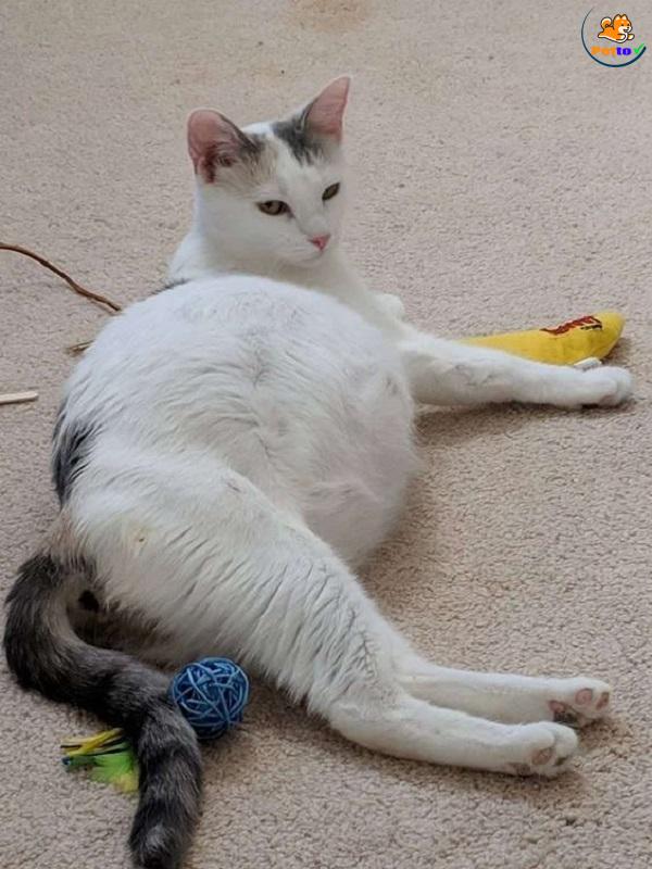 chăm sóc mèo bầu