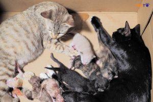 đỡ đẻ cho mèo