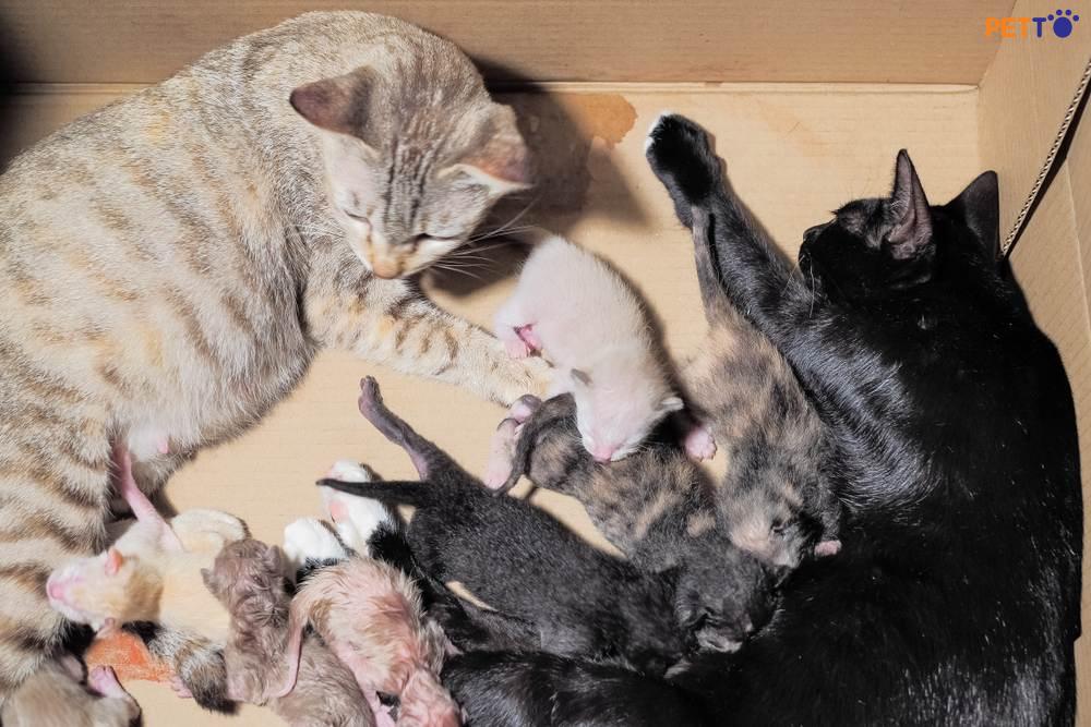 đỡ đẻ cho mèo