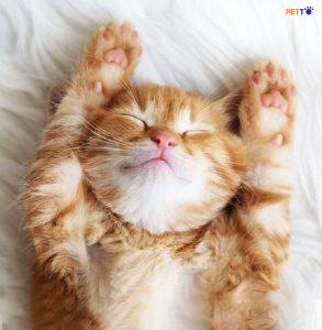 mèo bầu nằm điều hòa được không