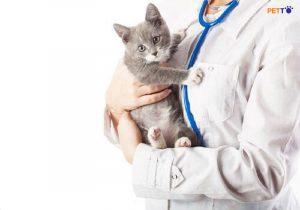 nên hay không tẩy giun cho mèo bầu