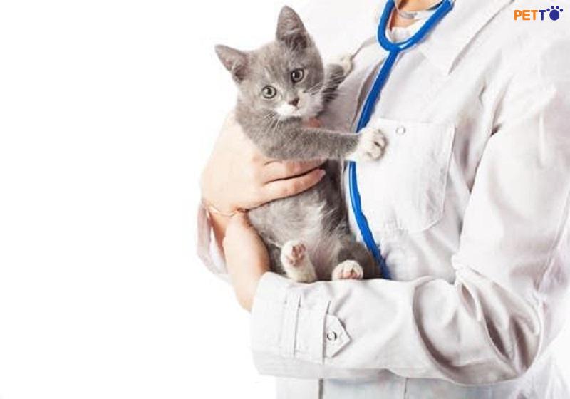 nên hay không tẩy giun cho mèo bầu