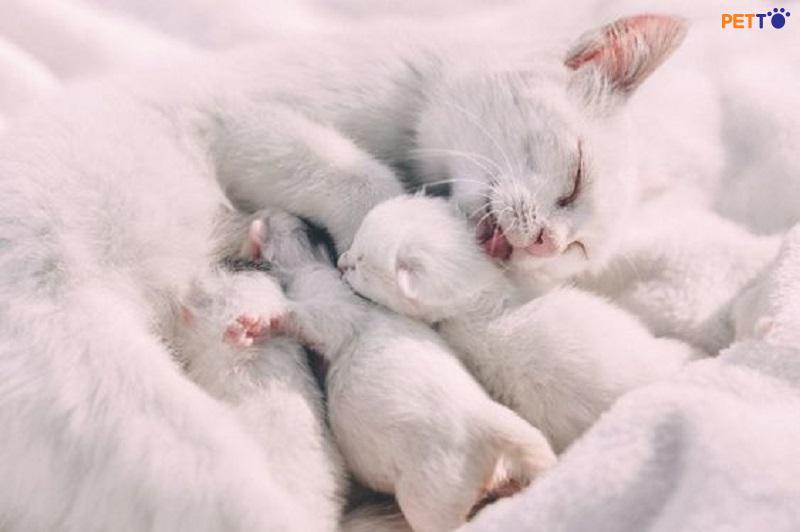 chăm sóc mèo nuôi con