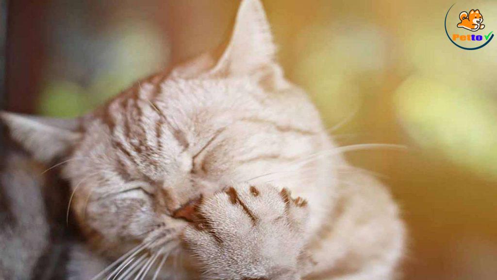 mèo bị dị ứng