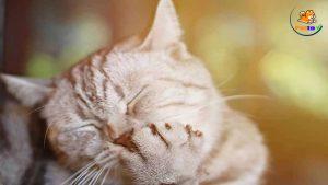 mèo bị dị ứng