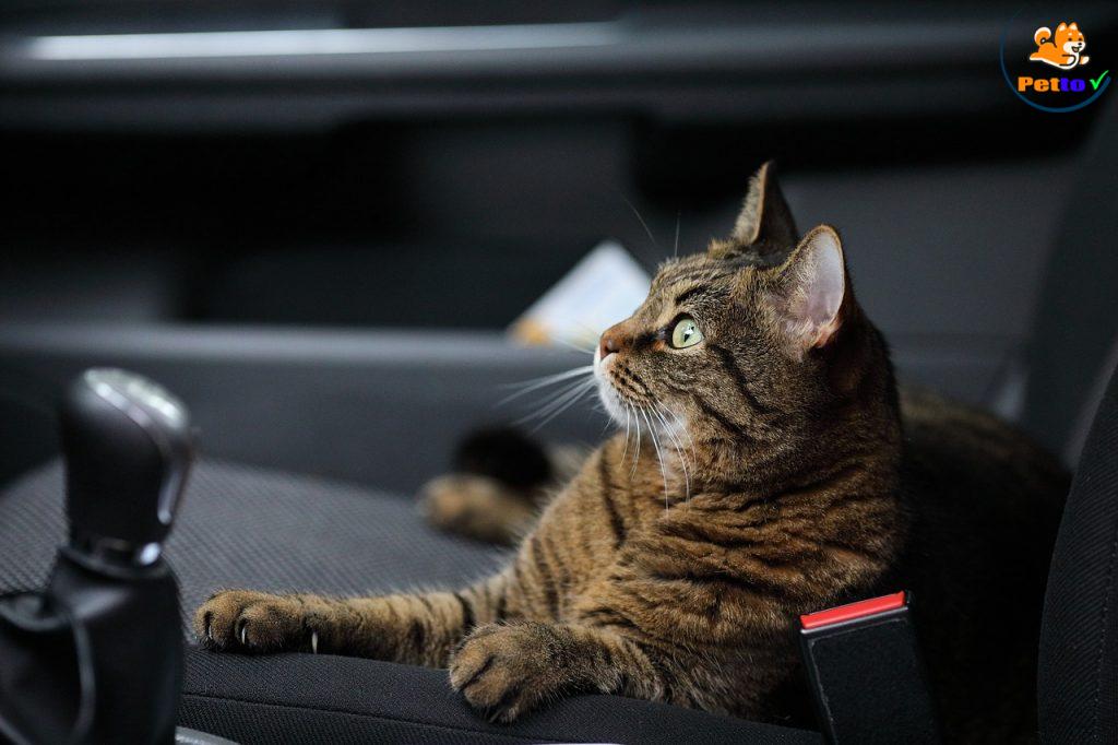 mèo bị say xe
