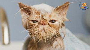 mèo có sợ nước không