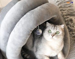 chuẩn bị gì cho mèo đẻ