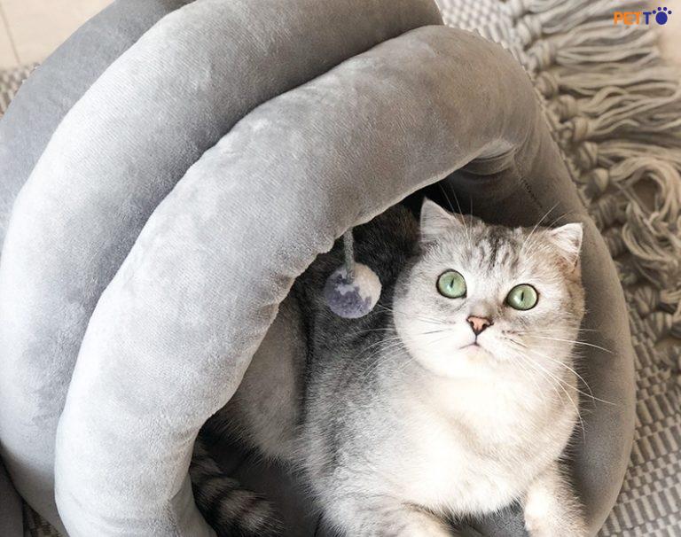 chuẩn bị gì cho mèo đẻ