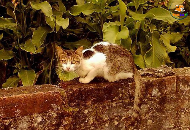 tại sao mèo đực bỏ nhà đi