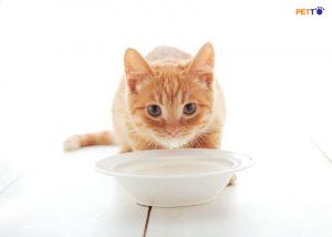 mèo bầu cần kiêng gì