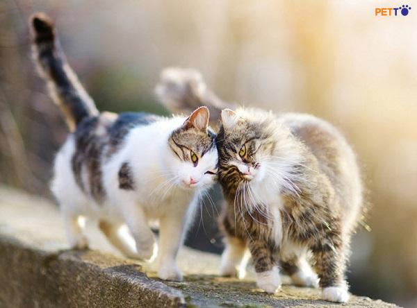 mùa sinh sản của mèo