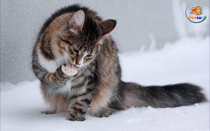 mụn trứng cá ở mèo