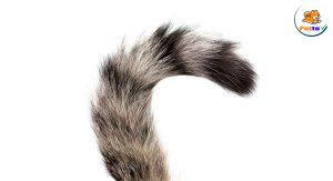 tại sao mèo cắn đuôi