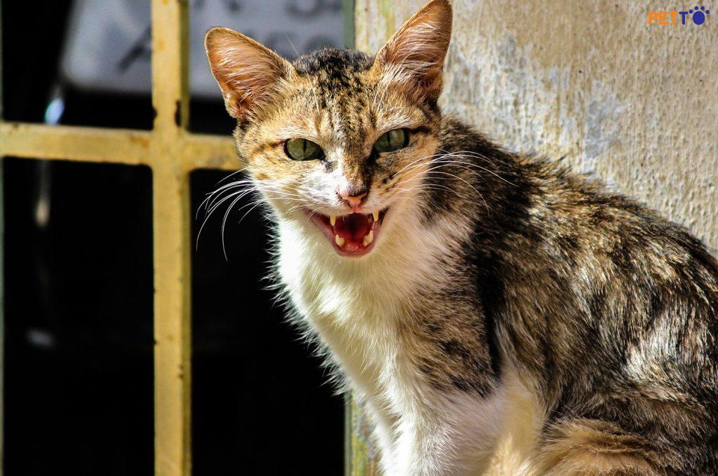 bệnh Dại ở mèo