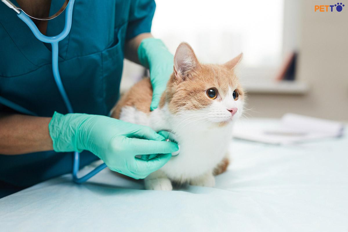 Mèo bị chảy dịch trạng ở bộ phận sinh dục là căn bệnh gì?
