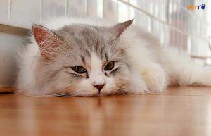 bệnh sốt Q ở mèo