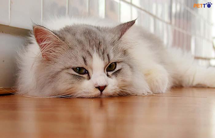 bệnh sốt Q ở mèo