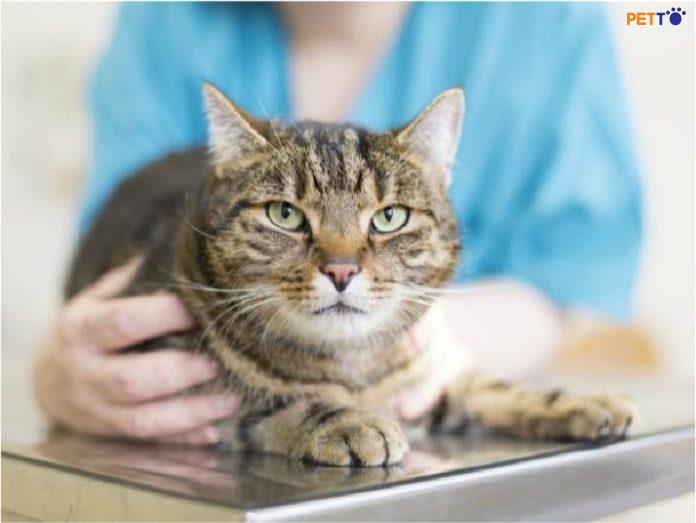 cryptporidium ở mèo