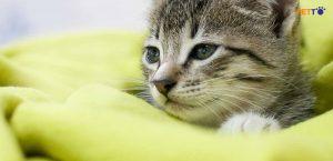 bệnh dịch hạch ở mèo