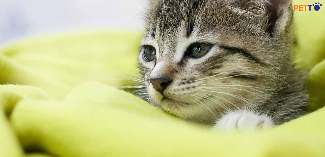 Dịch Hạch Ở Mèo: Bệnh Không Mới Nhưng Vẫn Gây Nguy Hiểm Mèo Cưng - Petto