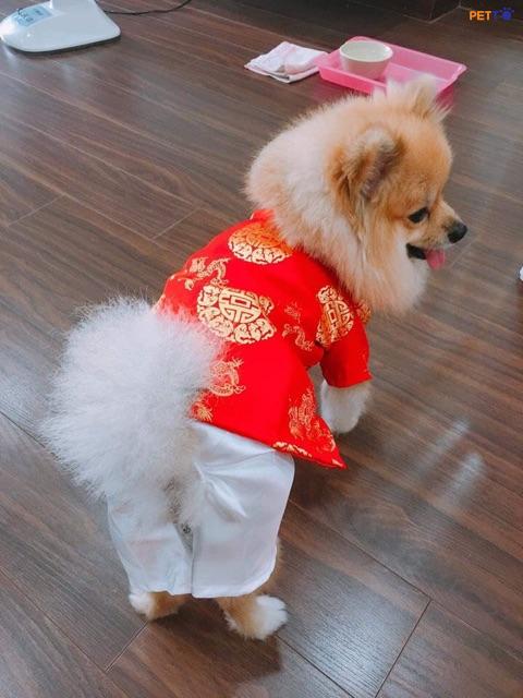 đồ long phụng cho mèo 6