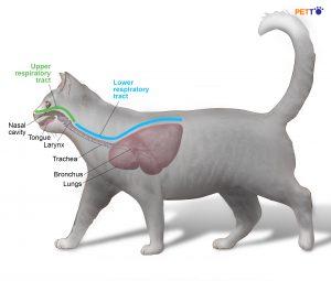 ký sinh trùng hô hấp ở mèo