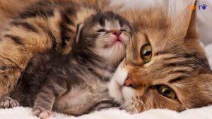 mèo chăm con có thể mang thai không