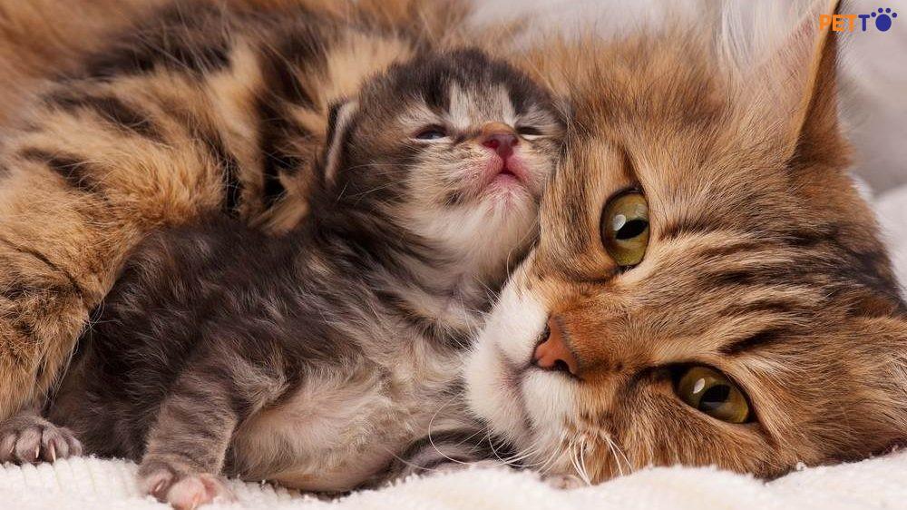 mèo chăm con có thể mang thai không