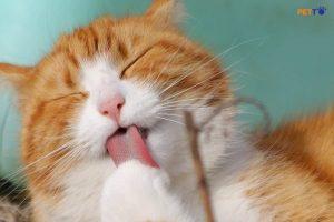 mèo ngộ độc nấm Fusarium