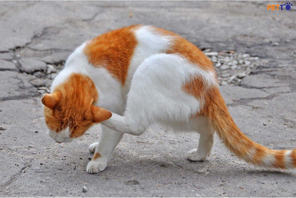 bệnh nấm candida ở mèo