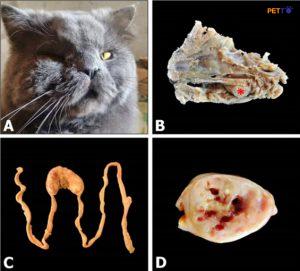 nhiễm trùng nấm nước Pythiosis ở mèo