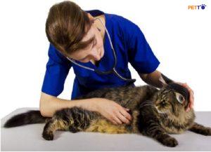 bệnh nấm phổi ở mèo