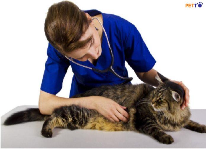 bệnh nấm phổi ở mèo