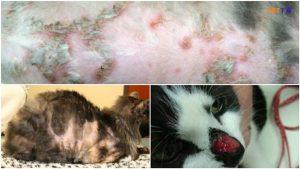 nhiễm trùng nấm men ở mèo