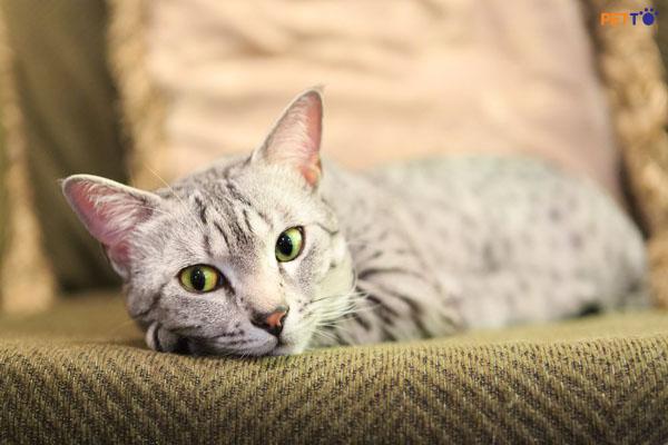 Pneumocystis ở mèo