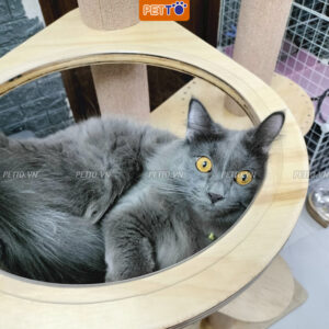 Nhà cây cho mèo PETTO nhiều tầng bằng GỖ có LỒNG KÍNH nhà mèo cao cấp siêu xinh vui chơi thỏa thích CH017 (3)