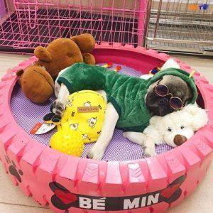 Ổ Nằm Bánh Xe Cho Chó Mèo