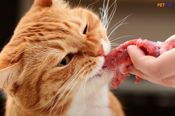 Thịt bò sống là một nguồn dinh dưỡng hữu ích cho mèo.