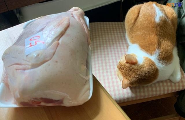 Mèo Ăn Thịt Vịt