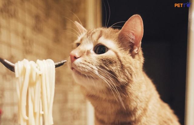 Mèo Ăn Mì Ống