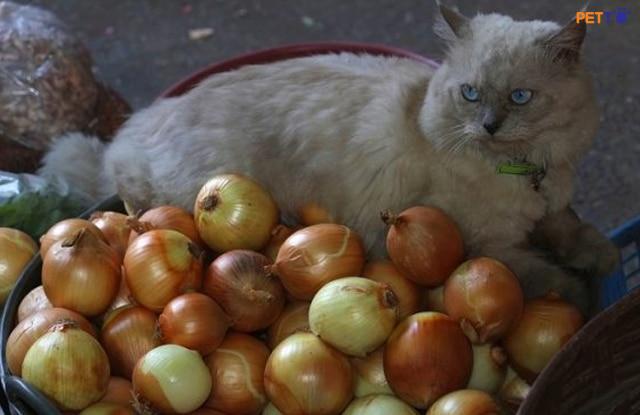 Mèo Ăn Hành Tây